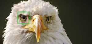 EM1x and new firmware 2.0 operation for birds in flight
