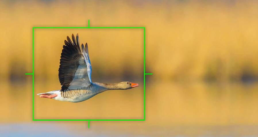 New EM1x firmware 2.0 focus tests for Birds in Flight | mcaughtry.photo